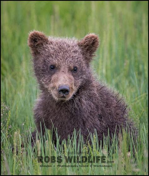 Cuddly Grizzly Bear Cub Print Bear Photography Baby Animal Etsy
