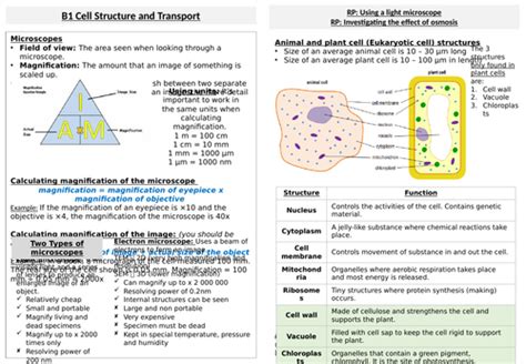 B1 Cell Structure And Transport Teaching Resources