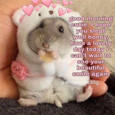 Wholesome Hamster In 2020 Funny Good Morning Memes