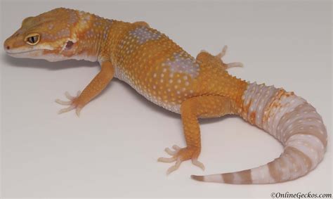 Tremper Albino Tangerine Leopard Gecko