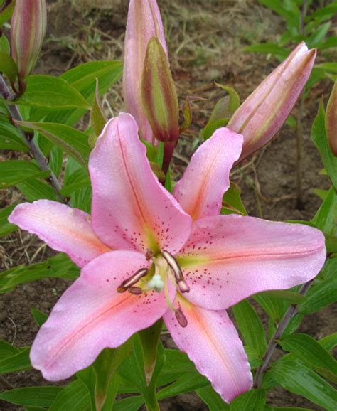 Weather for august vacations will be generally favorable, although beach temperatures will mostly be on the cool side. B&D Lilies Garden Blog: Lily Flower Colors During Hot Weather