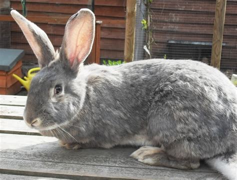 Continental Giant Rabbit: Facts, Temperament, Care, with Pictures