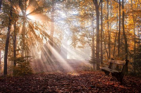 Nature Landscape Park Bench Leaves Sun Rays Fall Trees Mist Sunlight
