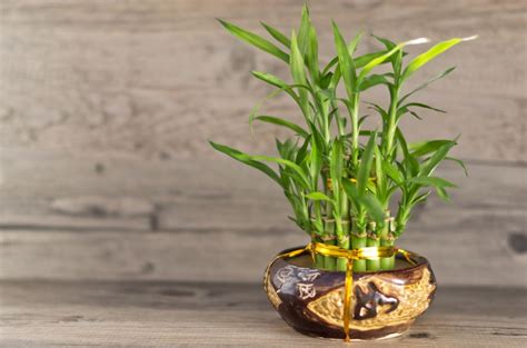 10 Lucky Plants For Office Desk Vastu Plants For Office To Bring Luck