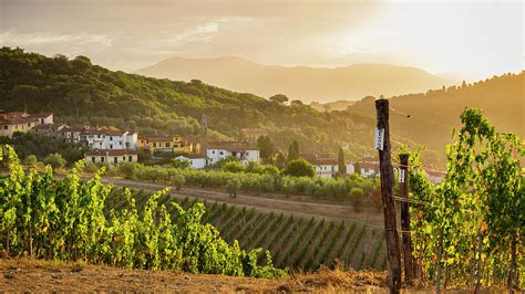Italy Tuscany Prato District Artimino Vineyards Of Tenuta Artimino