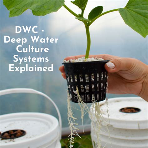 The Ultimate Guide On Deep Water Culture Systems Dwc Explained The
