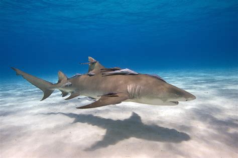 Lemon Shark With Remoras Photograph By Andrew J Martinez Pixels