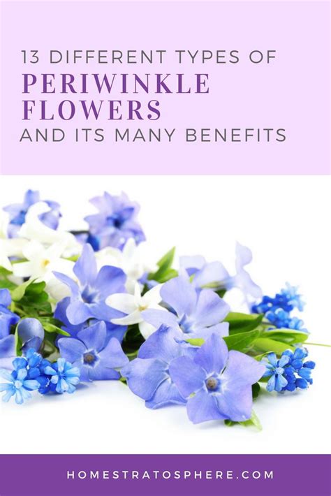 Blue And White Flowers With Text That Reads 13 Different Types Of