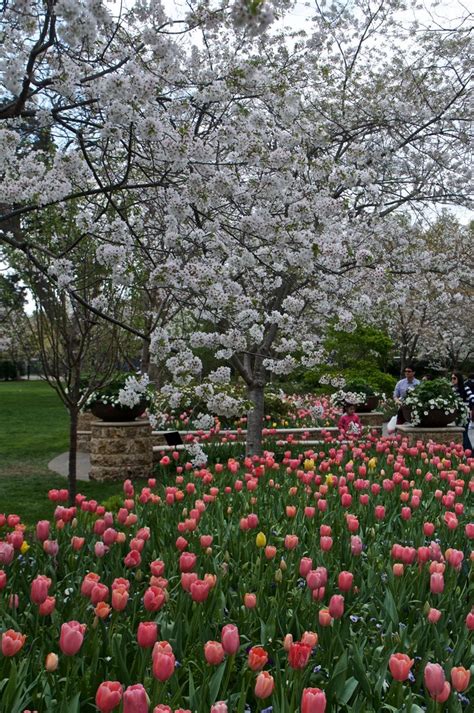 The Cherry Blossoms At The Dallas Arboretum Are In Bloom And Theyre