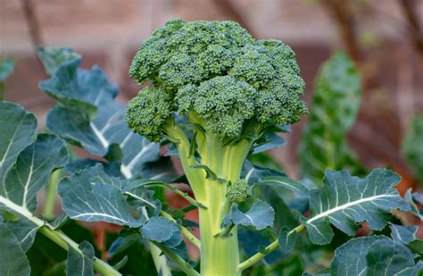 How To Sow Broccoli Indoors Outdoors Uk