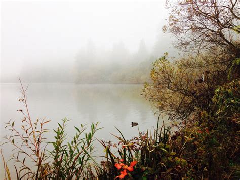 Autumn Mist Morning - Don Enright