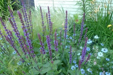 Check out our flower purple vine selection for the very best in unique or custom, handmade pieces from our shops. A Must-Have, Dazzling Purple Perennial Salvia | Portland ...