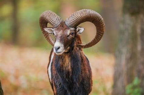 Male European Mouflon Ovis Aries Musimon The Close Up Portrait Has