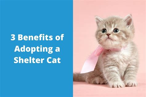 3 Benefits Of Adopting A Shelter Cat Blog
