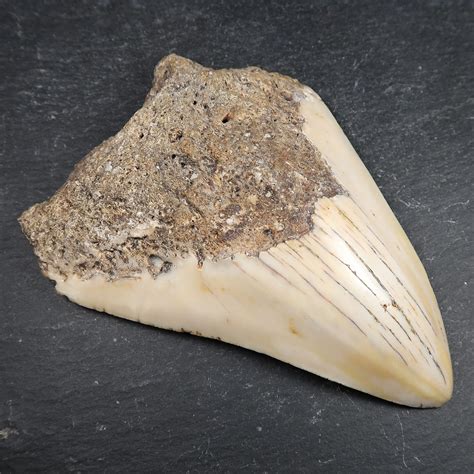 Fossil Carcharodon Megalodon Teeth Buy Fossil Shark Tooth Online Uk