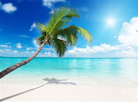 Hd Wallpaper Palm Tree Beach Coconut Palm Tree Travel Islands Sky Tropical Climate