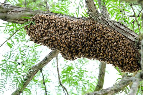 How To Keep Your Crews Safe During Bee Swarm Season