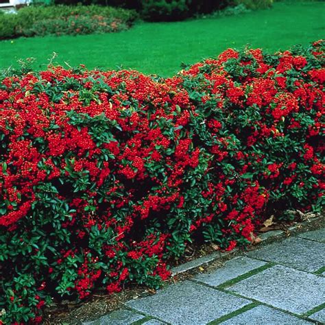 Fastest Growing Evergreen Shrubs For Privacy Best Home Gear Hedging