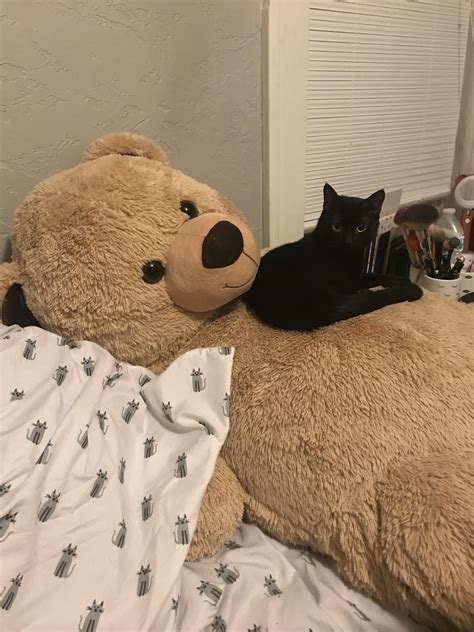 Caught Roco Cuddling With My Teddy Bear