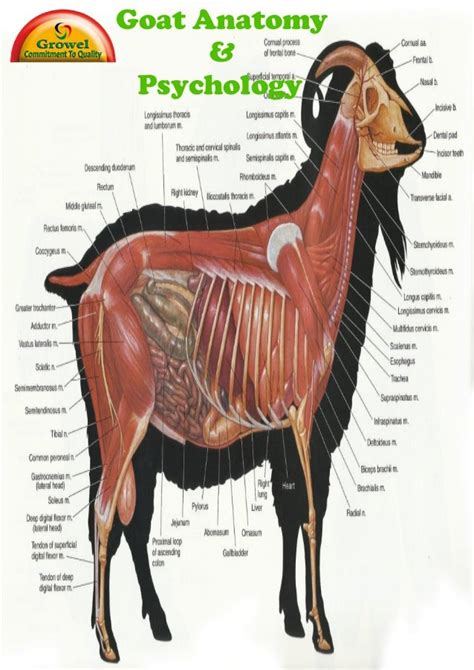 Goat Anatomy And Physiology