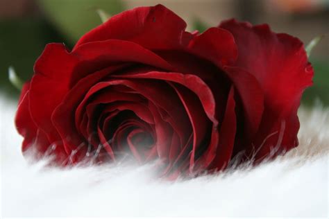Rote Rose Weiß Wie Schnee Foto And Bild Archiv Projekte Naturchannel