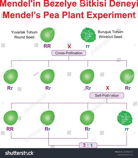 Mendel Experiment Images Browse Stock Photos Vectors Free