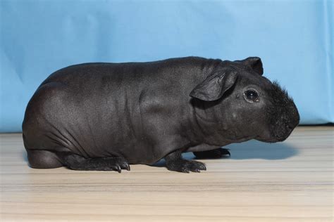 Adorable Hairless Skinny Pigs Are Lab Rodents That Look Just Like