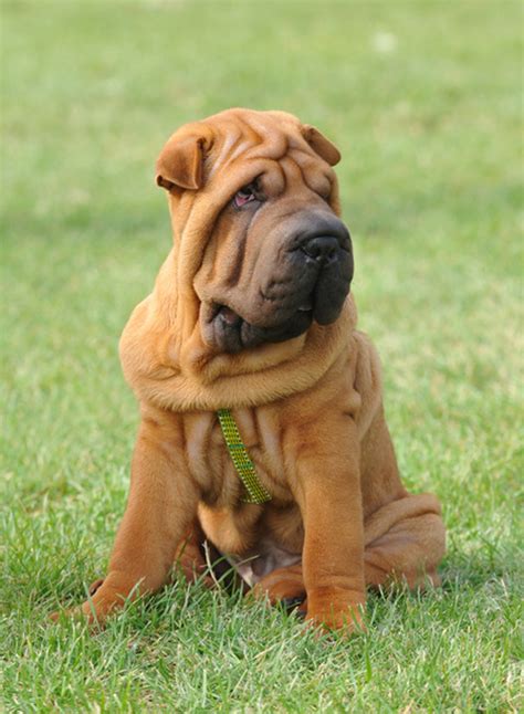 Click to read full answer. Shar Pei | Hund | Wesen, Erziehung und Eigenschaften
