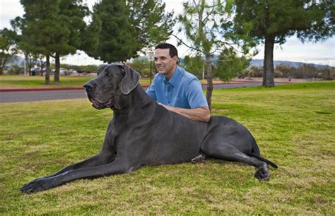What Is The Biggest Dog In The World Guinness World Records