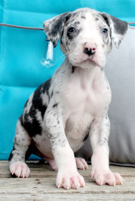 Great Dane Puppies For Sale Louisville Ky 235047