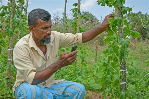Hi Tech Support Helps Sri Lankas Farmers Navigate The Climate Crisis