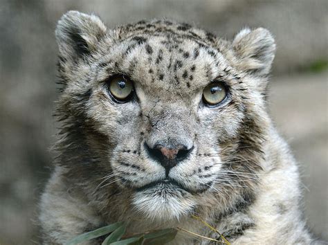 Snow Leopards No Longer Considered Endangered But Scientists Urge