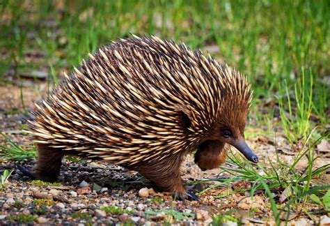 Itinerary Encounters With Baby Australian Animals Bespoke Vacations