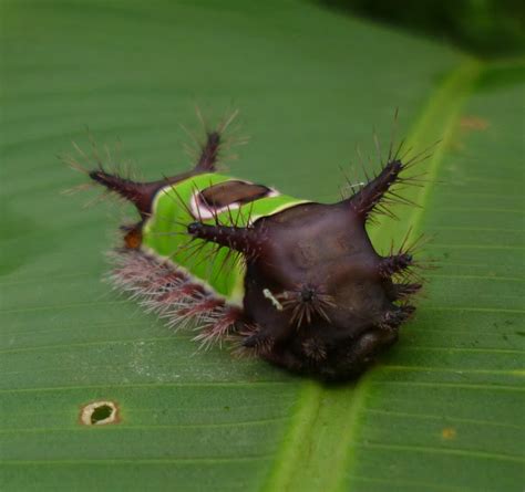 Saddleback Caterpillar Project Noah