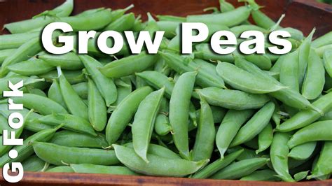 Grow And Plant Peas How To Gardenforktv With Images Growing Peas