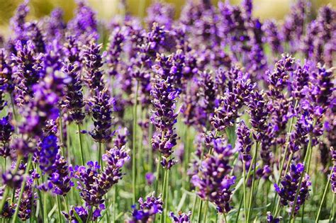 Salamanca market (site #287, centre aisle, near wooby's lane). field of lavender flowers near York #yorkshirelavender ...