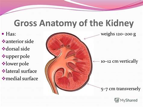 Презентация на тему Topographic Anatomy Of The Kidneys Approaches To