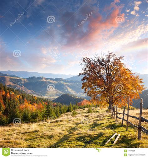 Autumn Landscape With Big Yellow Tree And Mountain Panorama Stock Image