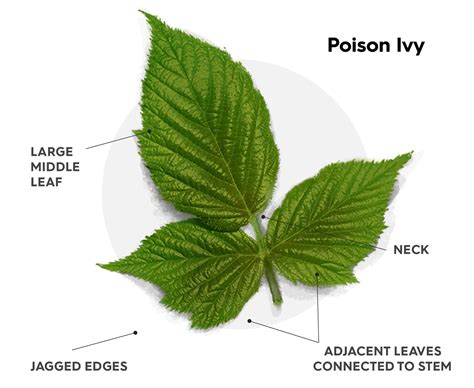 How To Treat Poison Ivy Or Poison Oak This Summer Virtuwell