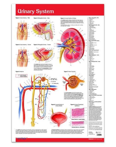 Urinary System Poster 24 X 36 Laminated Quick Reference Chart