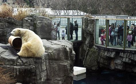 morre urso polar do central park em nova york 08 04 2019 turismo fotografia folha de s