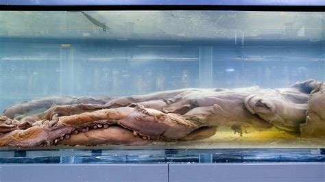 The giant squid was a large species of squid that appeared in numerous games around club penguin, such as the games aqua grabber and puffle rescue. Ten weird and fascinating things every Londoner needs to ...