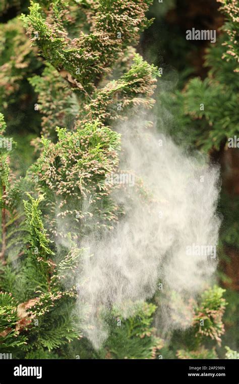Pollen Cloud Falling From A Conifer Tree Stock Photo Alamy