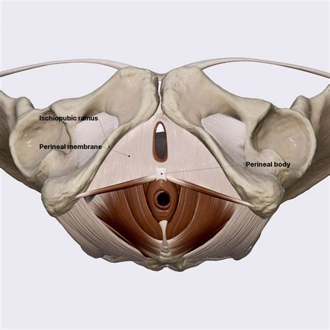 Perineal Membrane Pelvic Floor And Perineum Female Pelvis Anatomy App Learn Anatomy