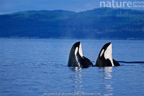 Stock Photo Of Orca Killer Whales Orcinus Orca Spy Hopping British