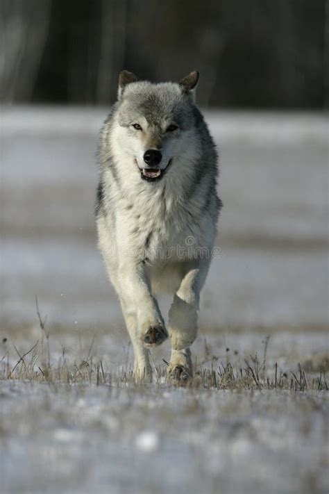 Grey Wolf Canis Lupus Stock Image Image Of Canine Mthund 34893601