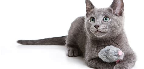 Maybe you would like to learn more about one of these? Hypoallergenic Cat: 8 Breeds You'll Be Able to Love & Cuddle