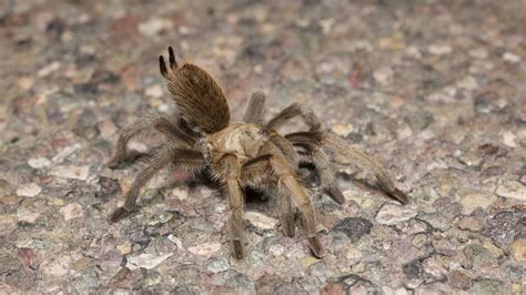5 Desert Spiders To Avoid In The Southwestern Us