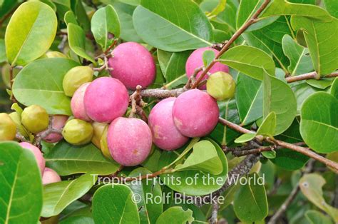 pin on tropical fruits of the world love of food and tropical forests