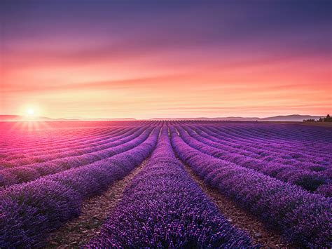 Lavender Fields At Sunset Photograph By Stefano Orazzini Fine Art